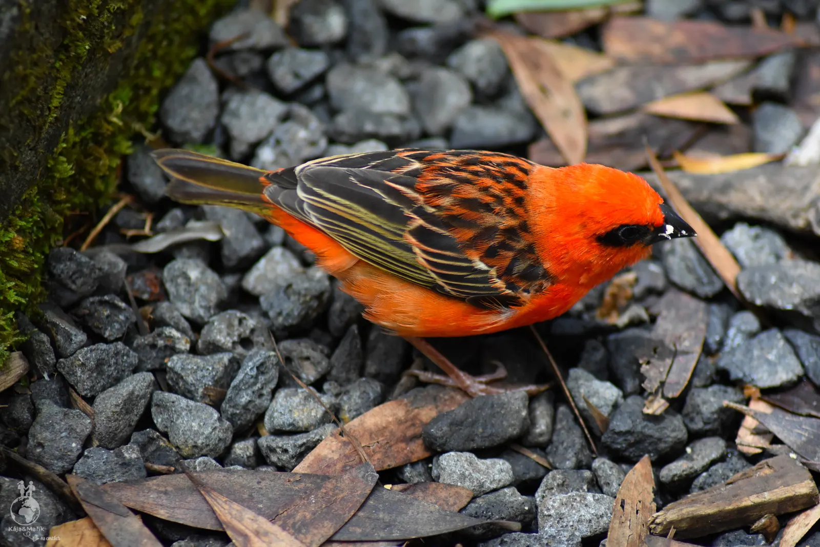 Mauricijská fauna