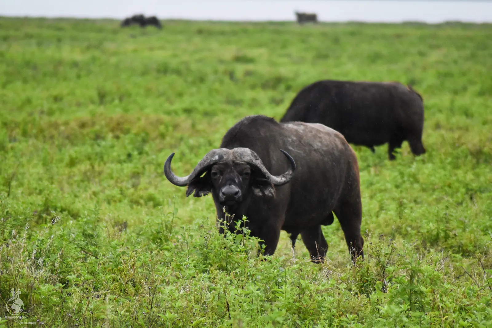 NP Ngorongoro