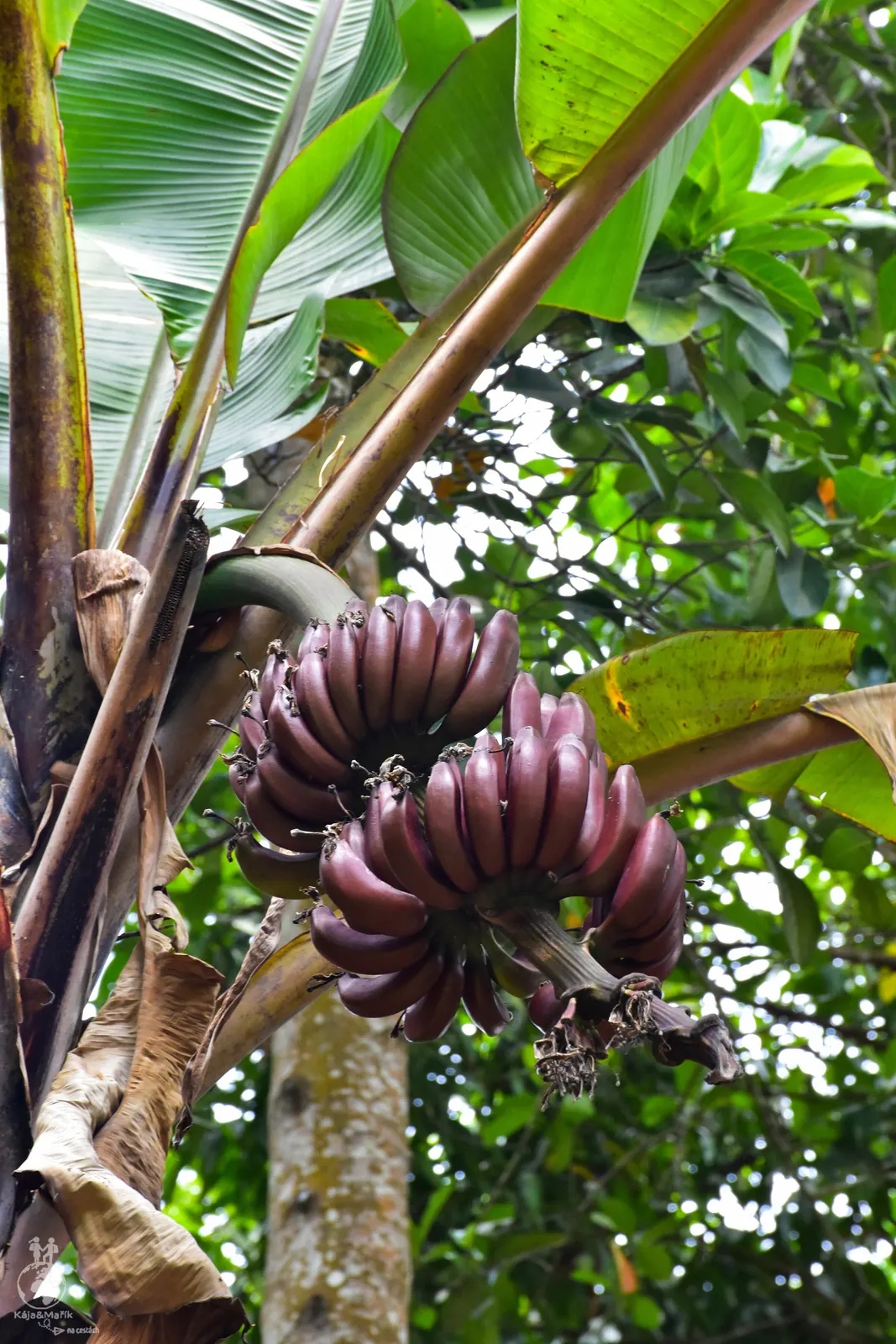 Červené banány Big Body Spice Farm