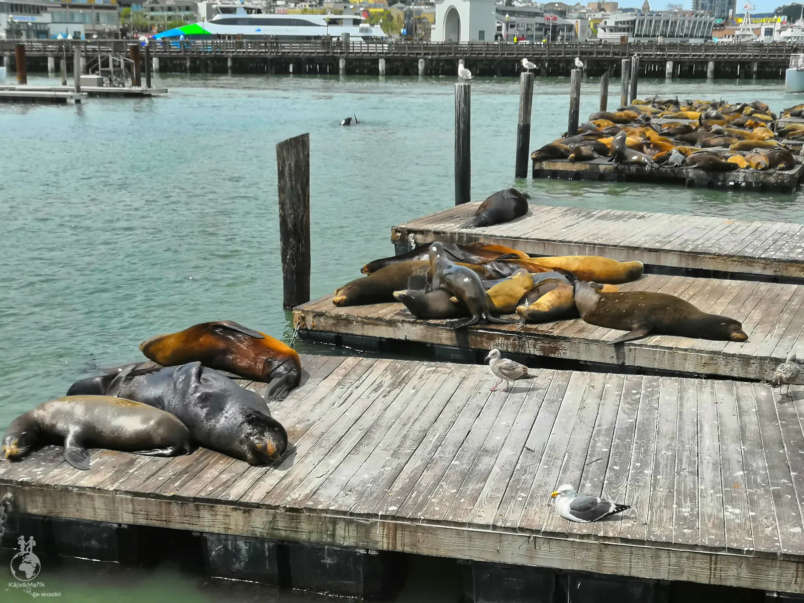 Lachtani v přístavu Pier 39