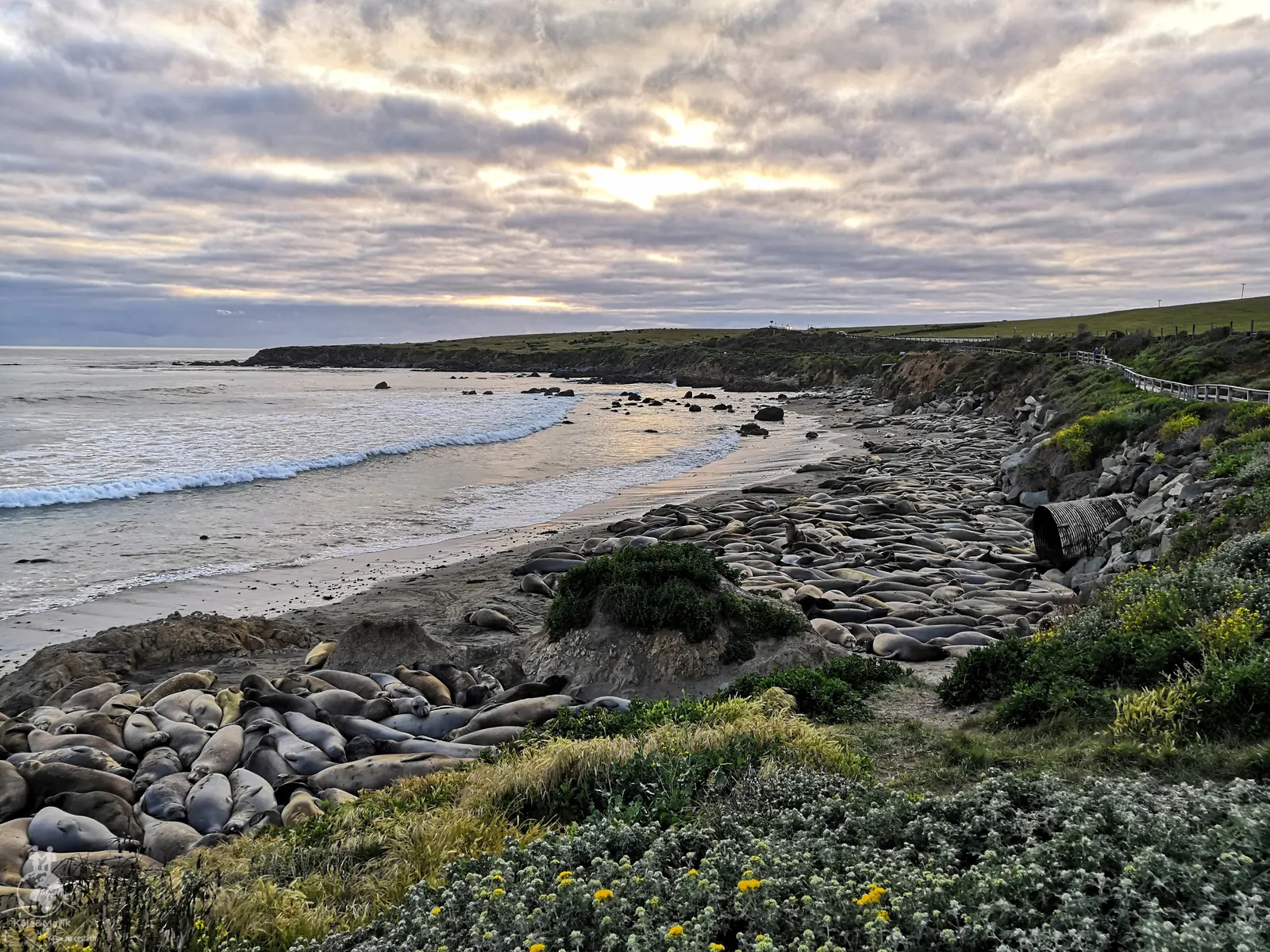 Elephant Seal Vista Point