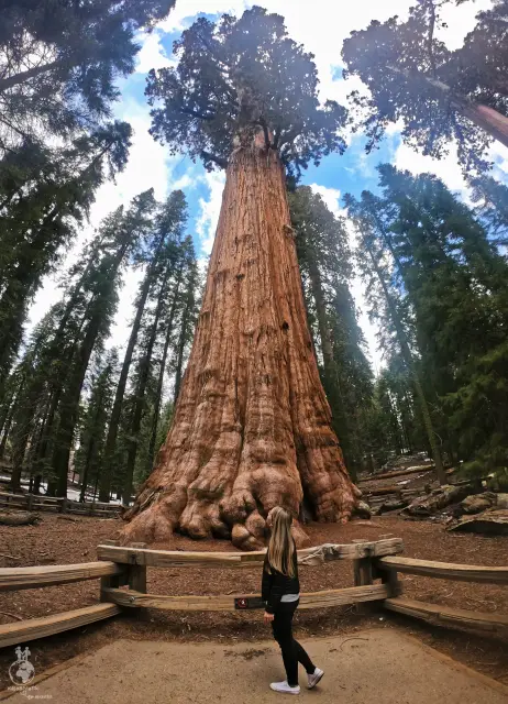General Sherman Tree v Sequoia National Park