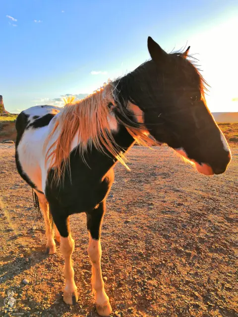 Kůň v Monument Valley