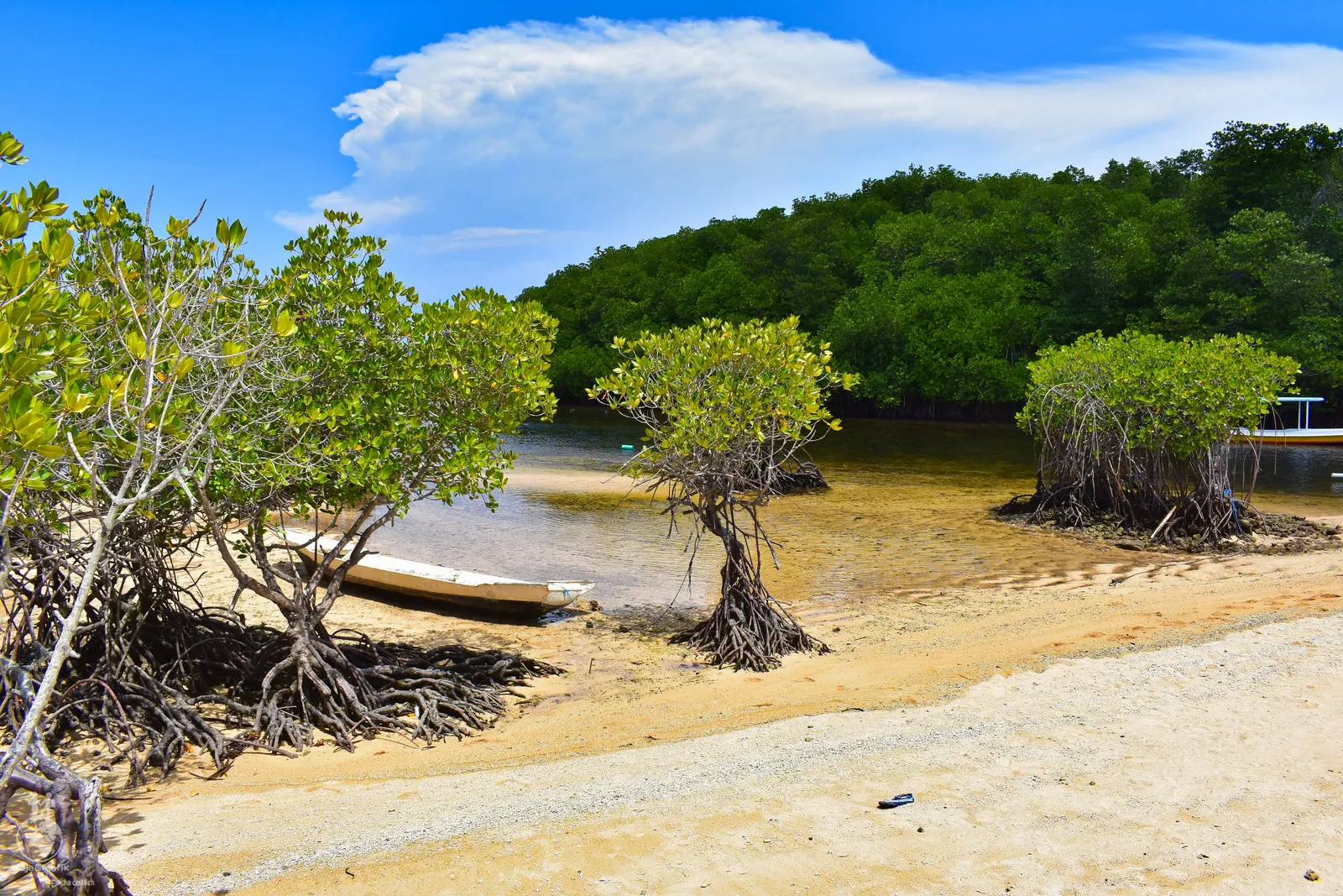 Mangrove Forest