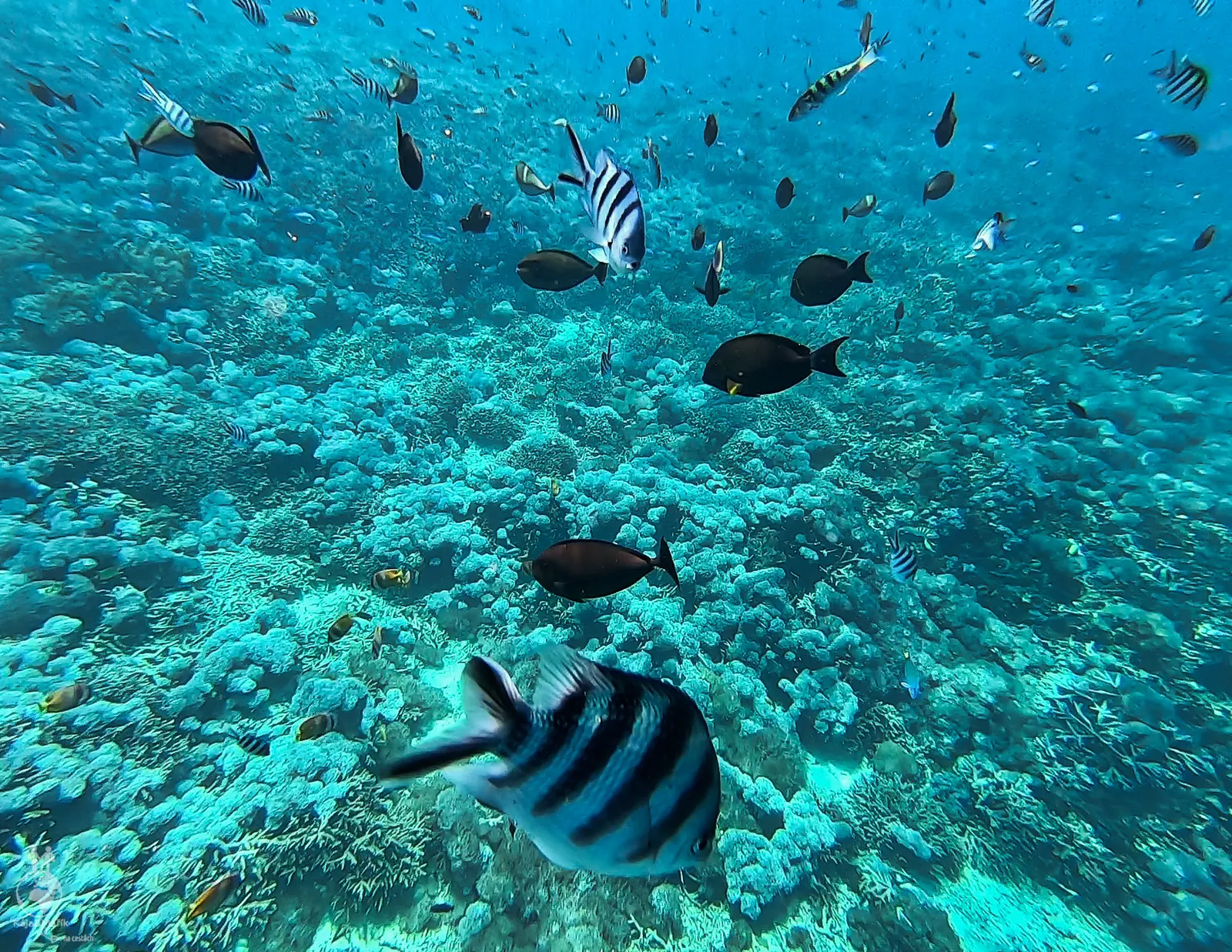 Šnorchlování Bali
