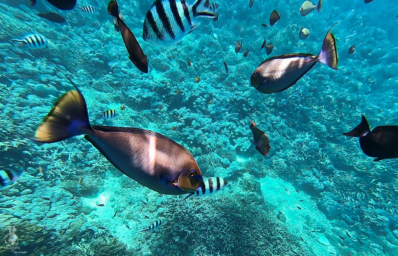 Šnorchlování na Bali