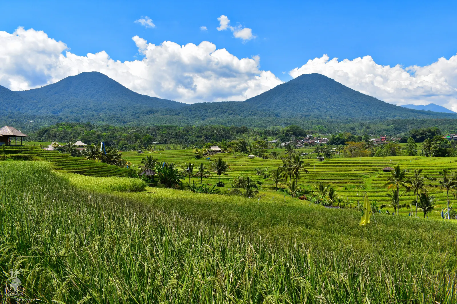 Jutiluwih Rice Terrases