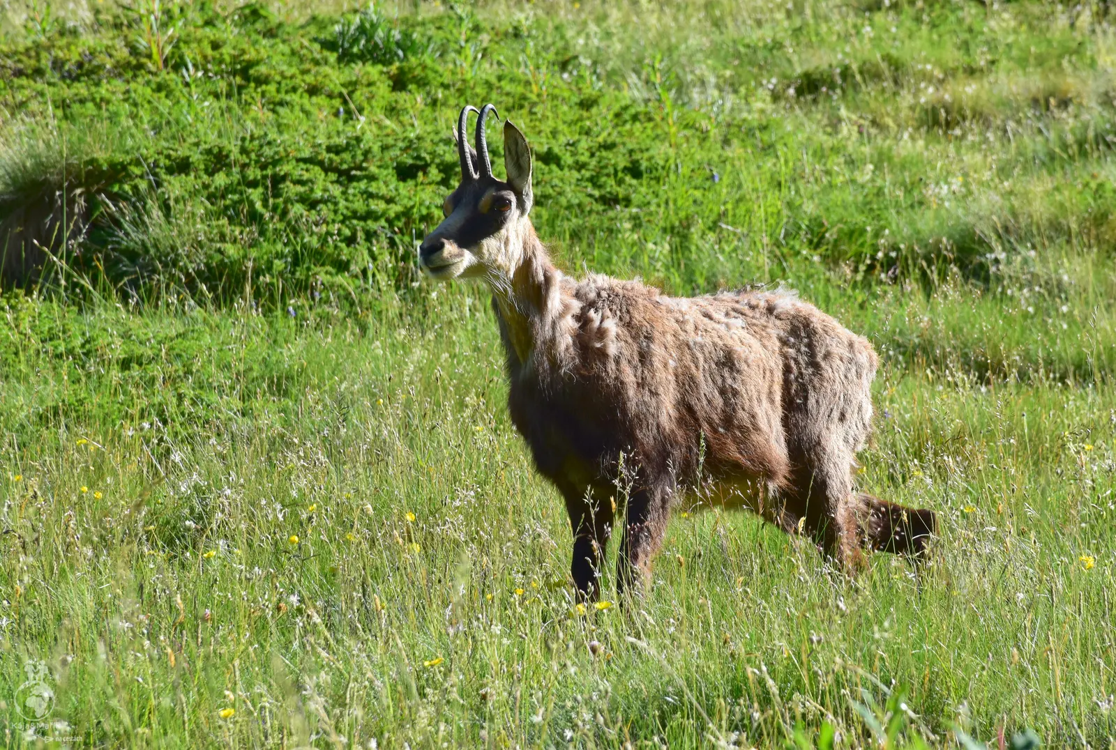 Po cestě do Vallées des Merveilles jsme viděli několik kamzíků