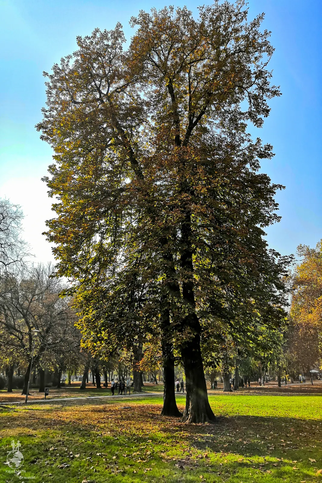 Park Városliget